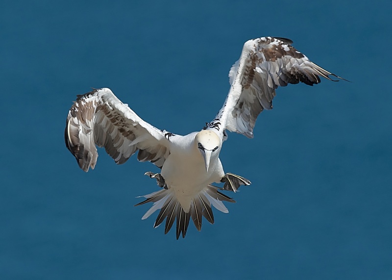 8 - Gannet