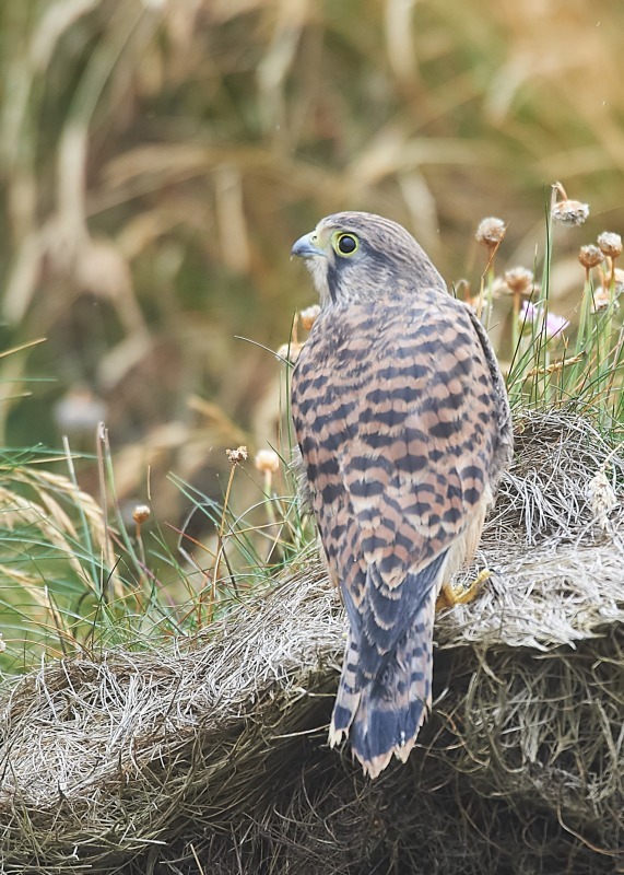 58 - Kestrel