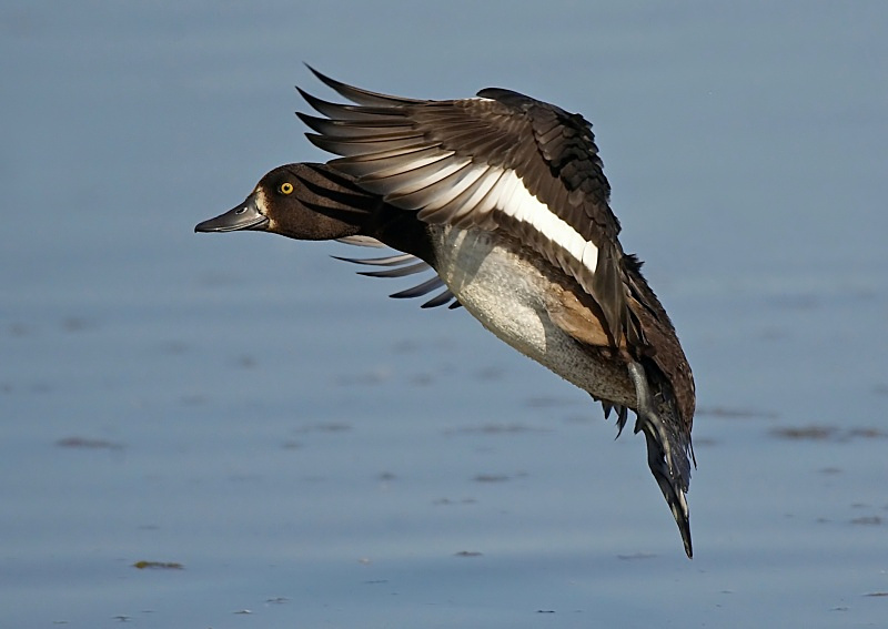 10 - Tufted Duck
