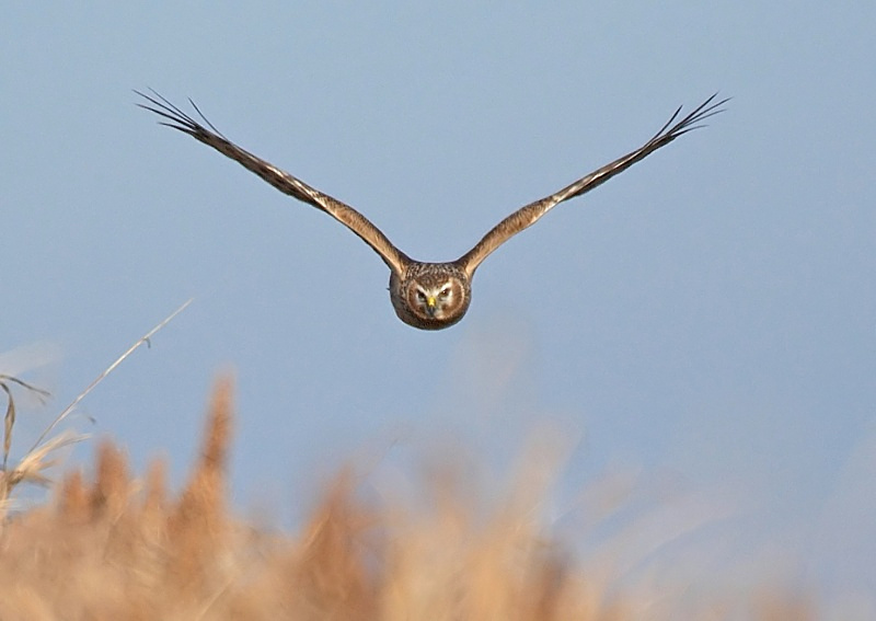 7 - Hen Harrier
