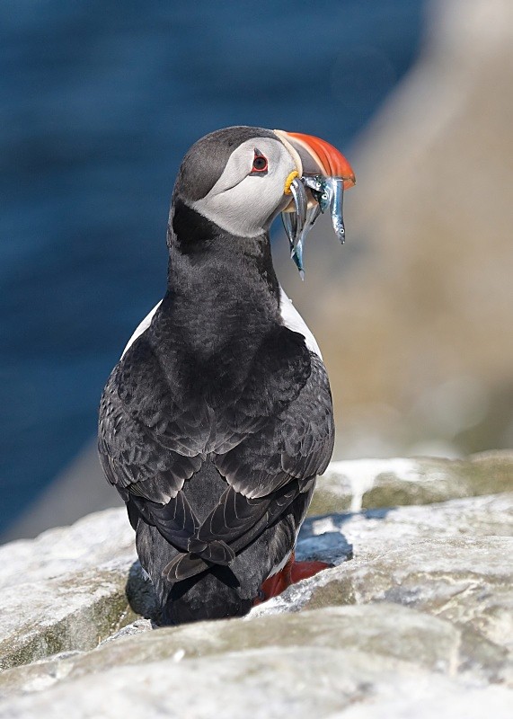 28 - Puffin