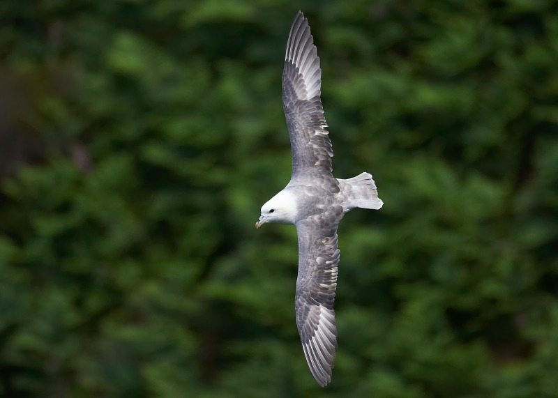 11 - Fulmar