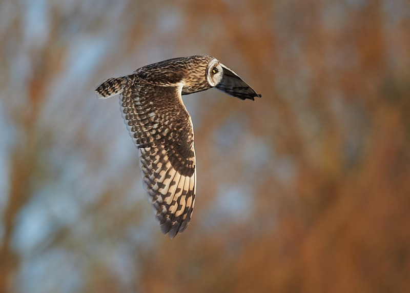 9 - Short-eared Owl