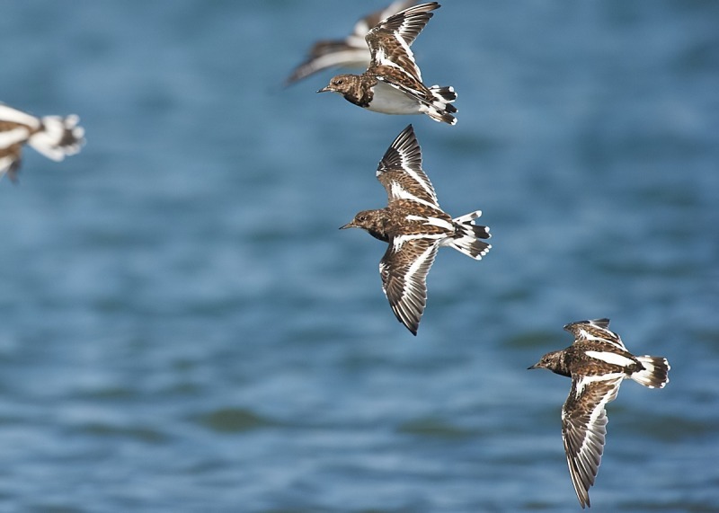 7 - Turnstone