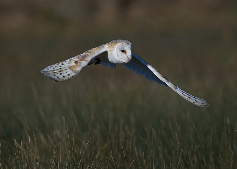 34 - Barn Owl