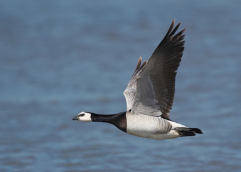 11 - Barnacle Goose