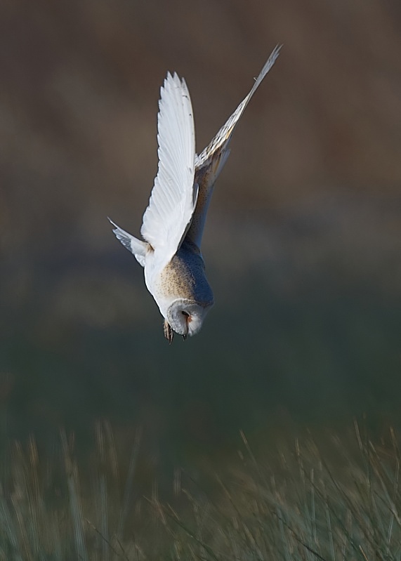 30 - Barn Owl