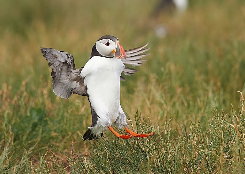 16 - Puffin