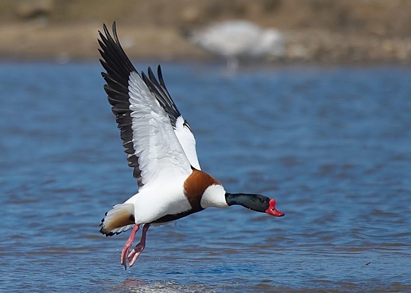 22 - Shelduck