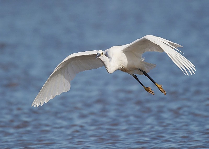3 - Little Egret
