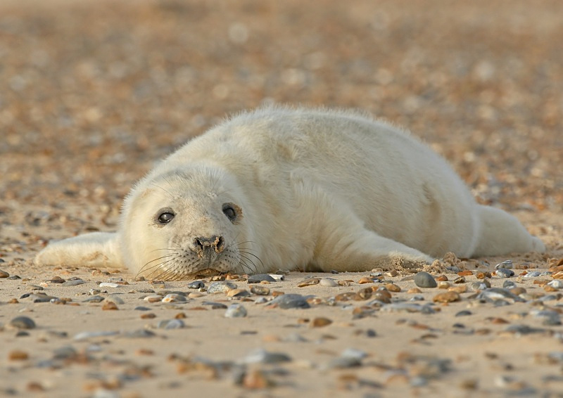34 - Grey Seal