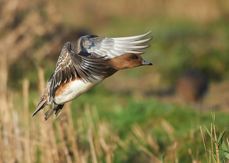 8 - Wigeon