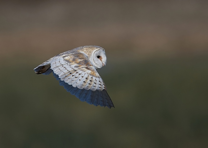 16 - Barn Owl
