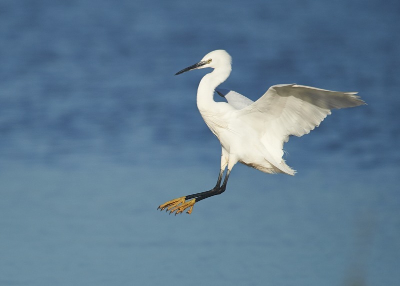 1 - Little Egret