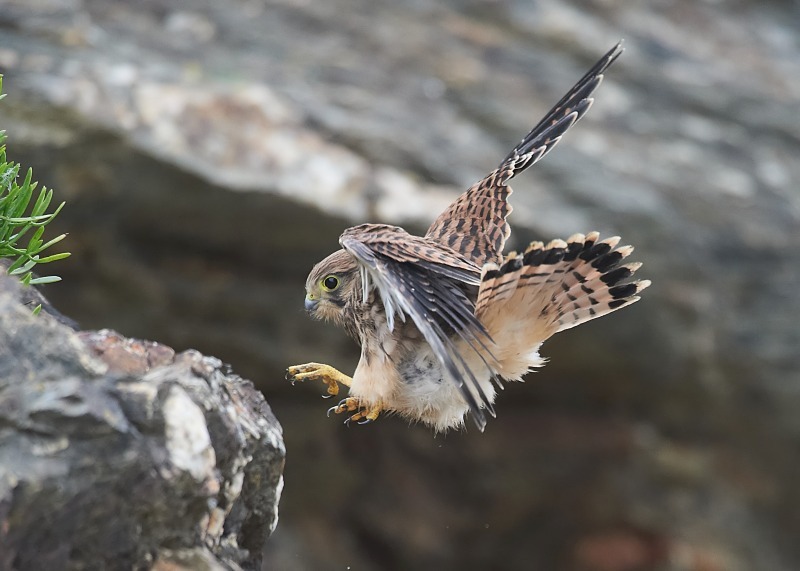 4 - Kestrel