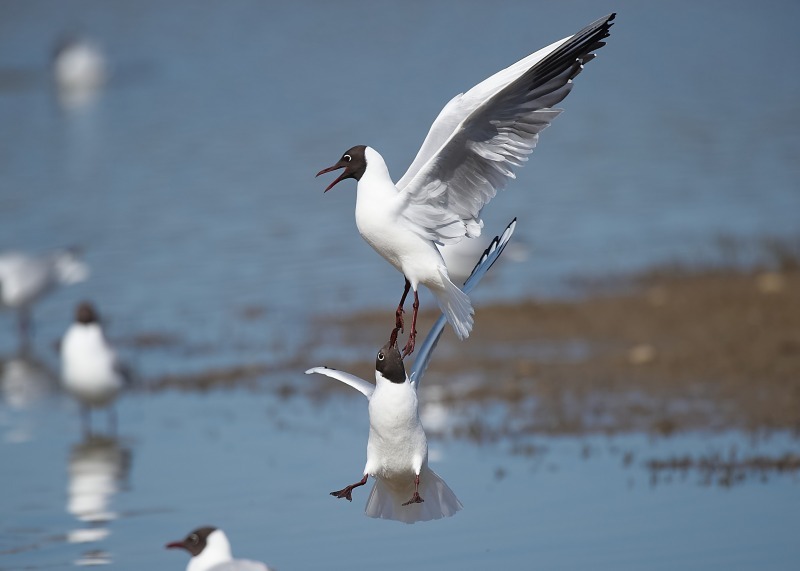 3 - Black-headed Gull