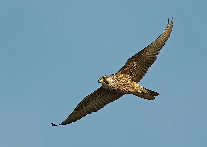2 - Peregrine