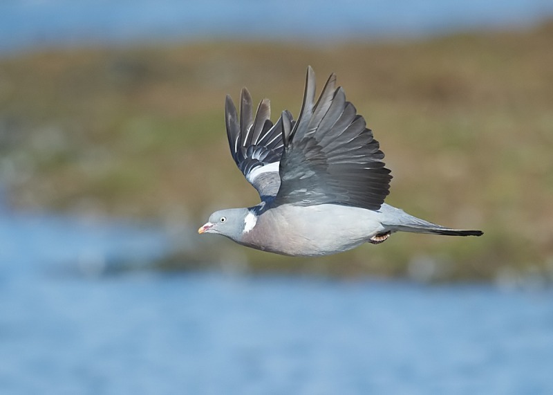 5 - Woodpigeon