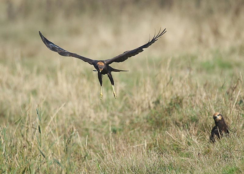 7 - Marsh Harrier