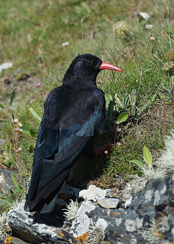 17 - Chough