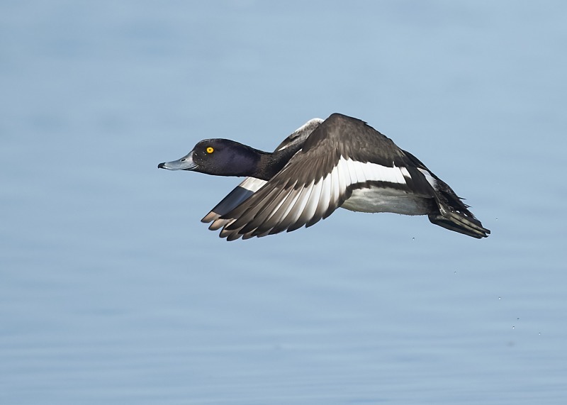 2 - Tufted Duck