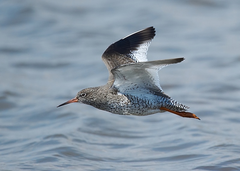 7 - Redshank