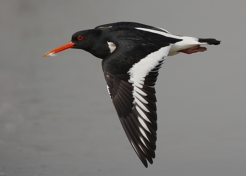 22 - Oystercatcher