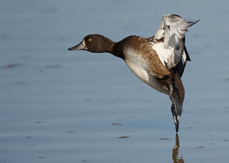 11 - Tufted Duck