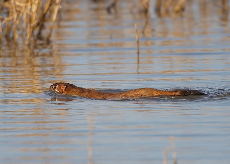 5 - Stoat