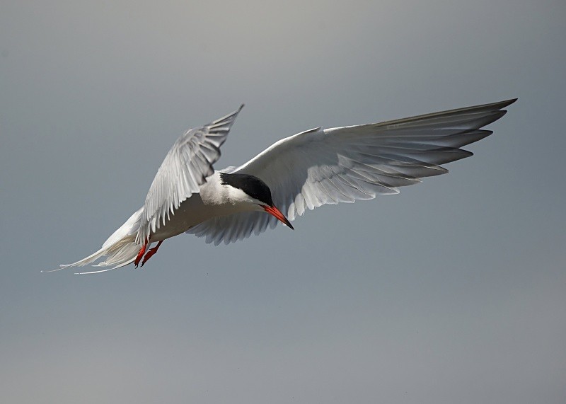16 - Common Tern