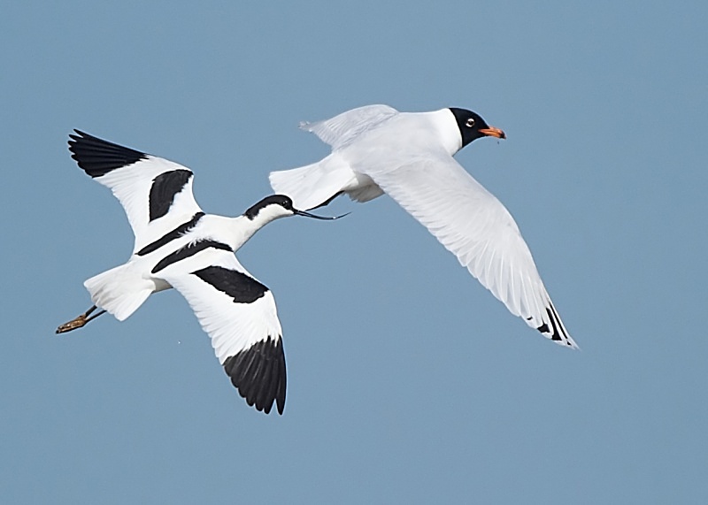 13 - Mediterranean Gull