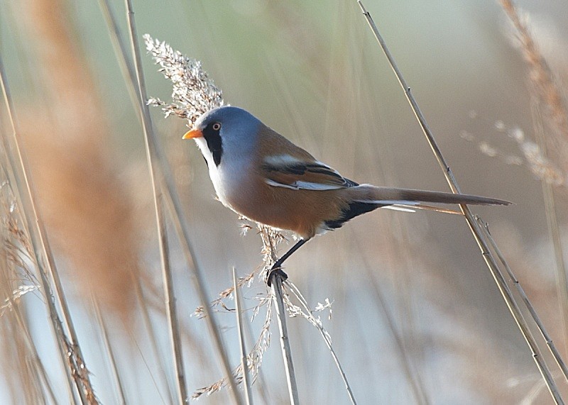 16 - Bearded Tit