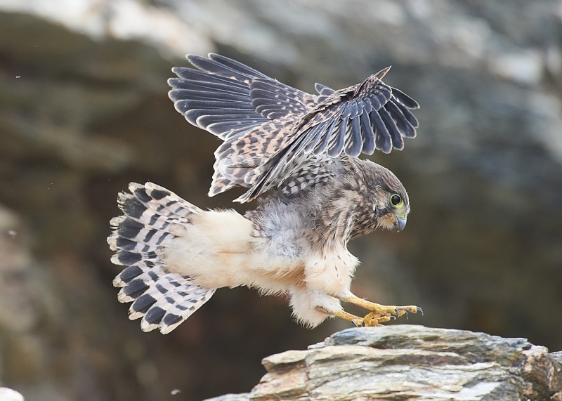 49 - Kestrel