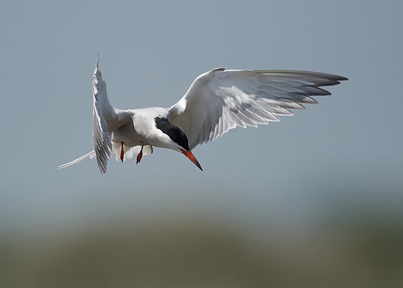 28 - Common Tern