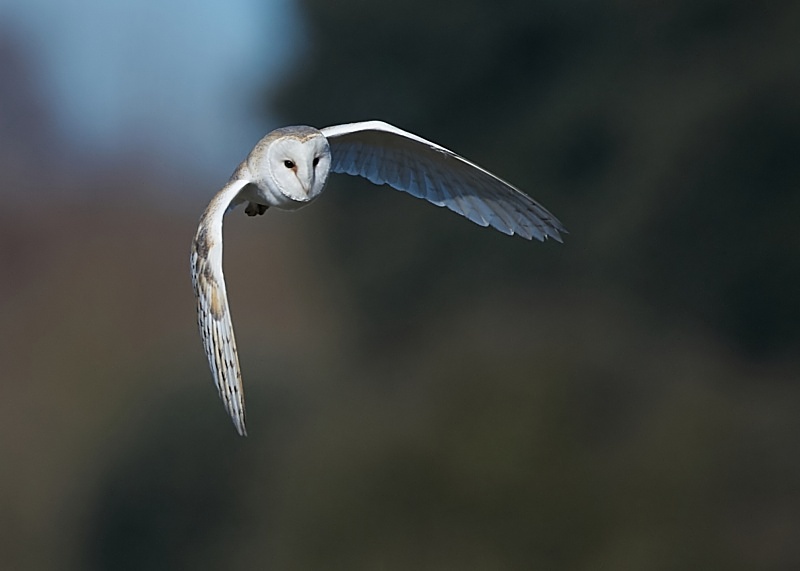 28 - Barn Owl