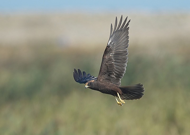 9 - Marsh Harrier