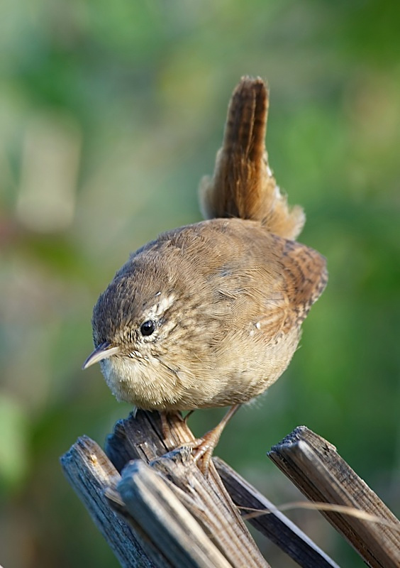 3 - Wren