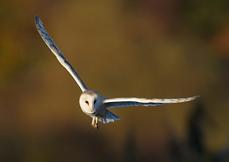 45 - Barn Owl