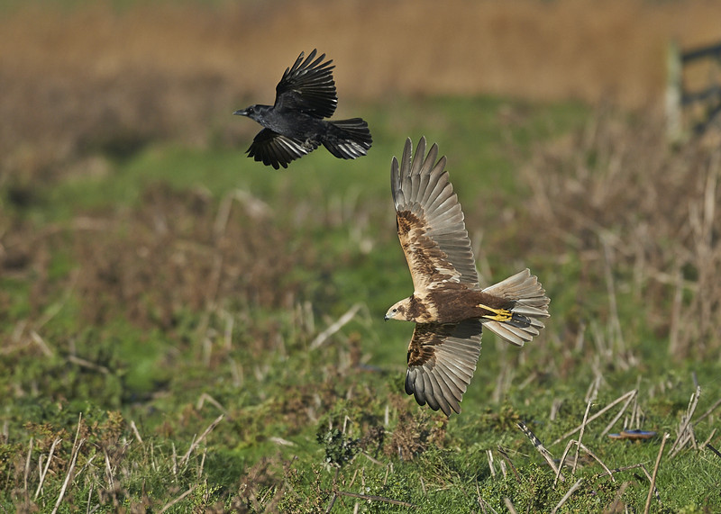 2 - Marsh Harrier