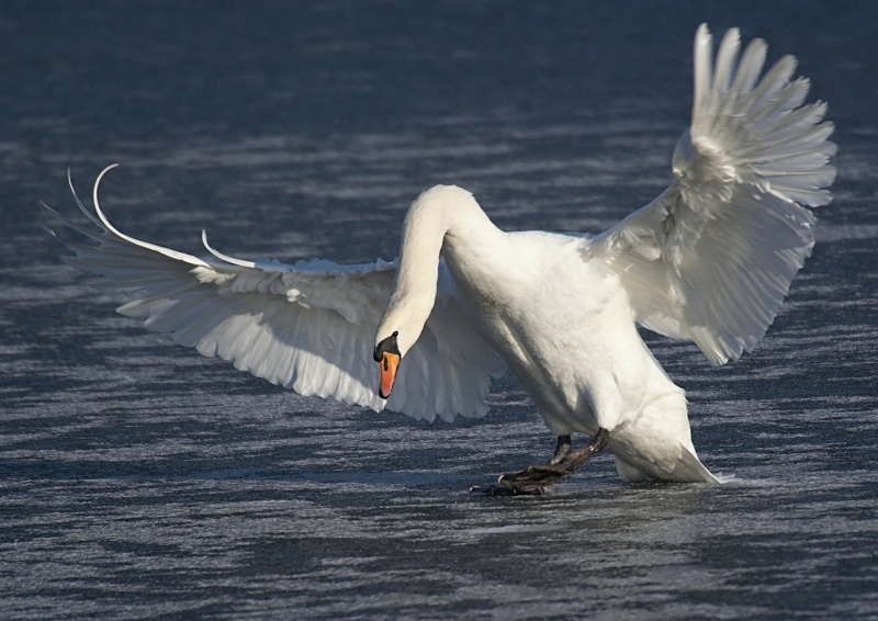 6 - Mute Swan