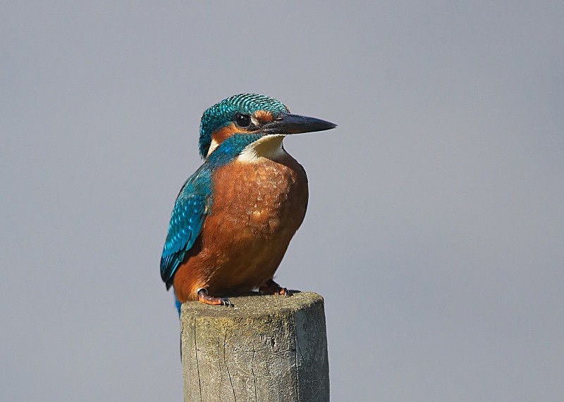 10 - Kingfisher