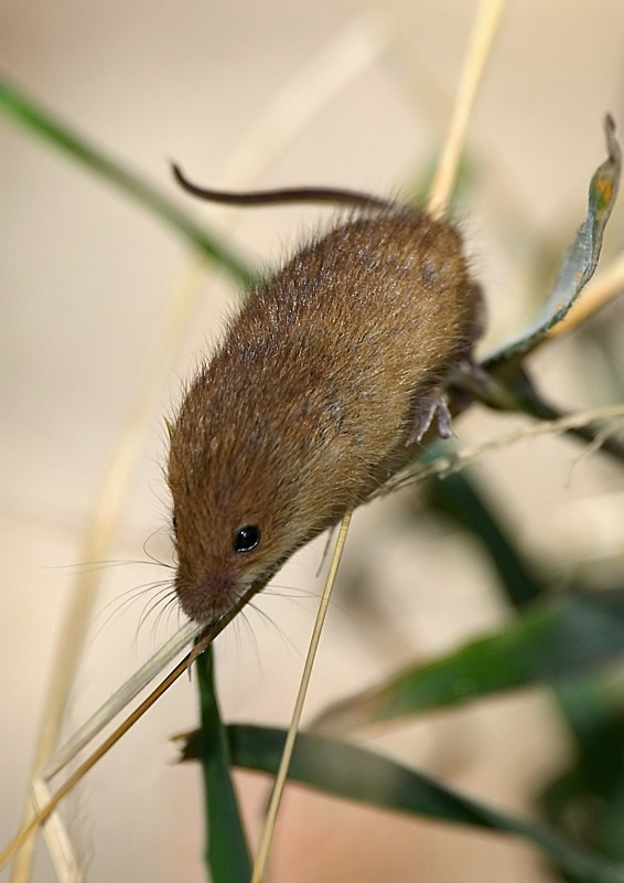 11 - Harvest Mouse