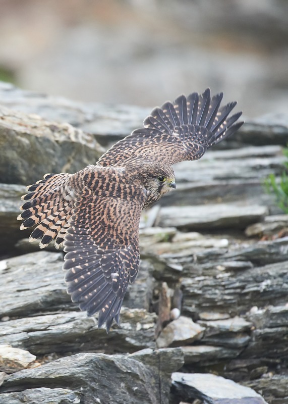 38 - Kestrel