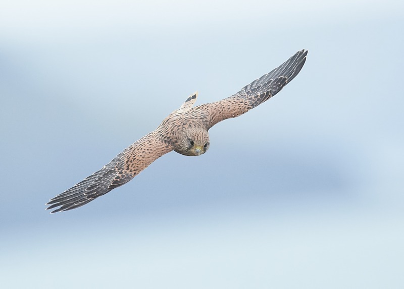 42 - Kestrel