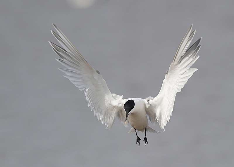 14 - Sandwich Tern