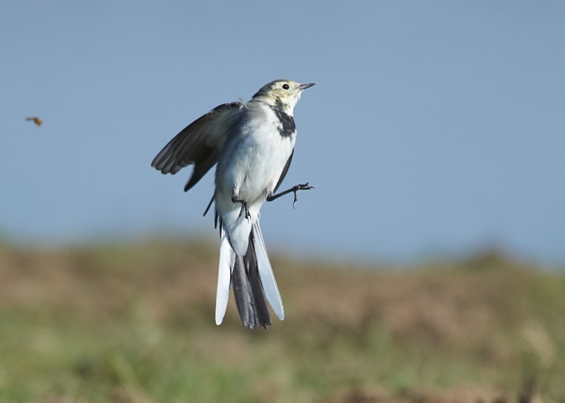 1 - Pied Wagtail