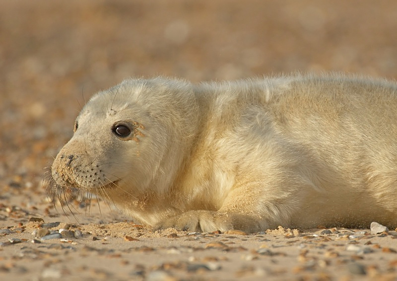 32 - Grey Seal