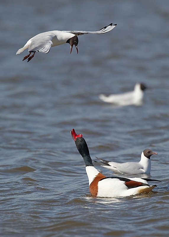 23 - Shelduck