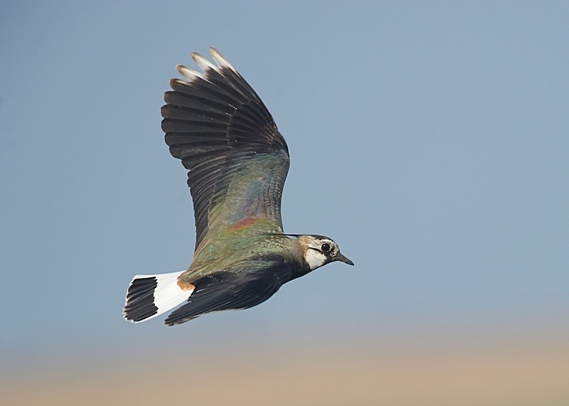 6 - Lapwing