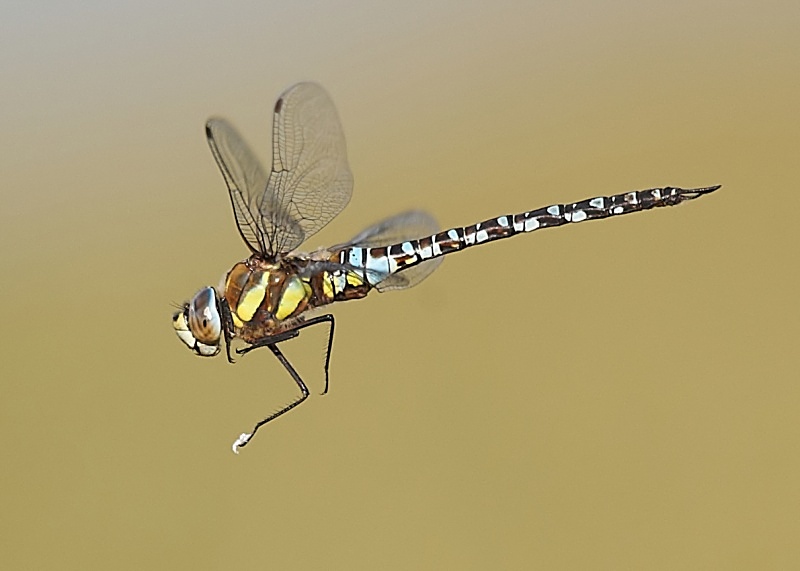 3 - Migrant Hawker Dragonfly